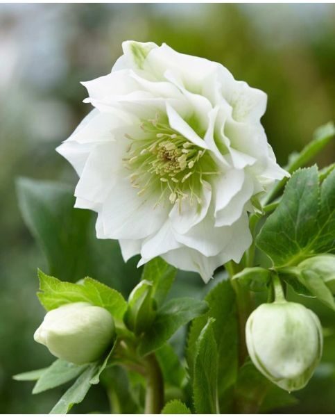 Helleborus orientalis Double Ellen White- sniegaroze